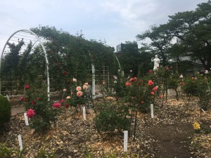 20200525 郡山市　開成山公園バラ園_200525_0013